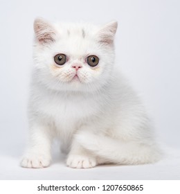 Exotic Shorthair Images Stock Photos Vectors Shutterstock