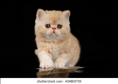 Exotic Shorthair Images Stock Photos Vectors Shutterstock