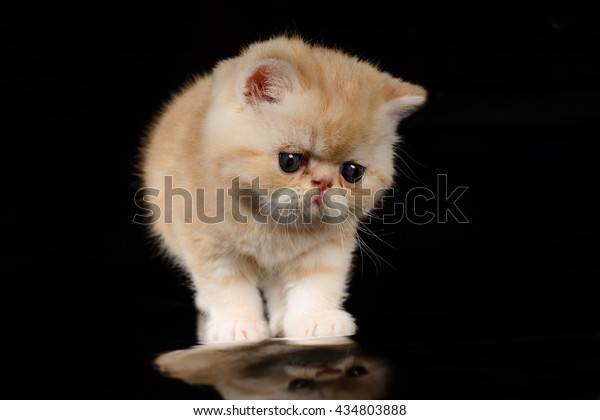 Exotic Shorthair Kittens Beige On Black Stock Photo Edit Now