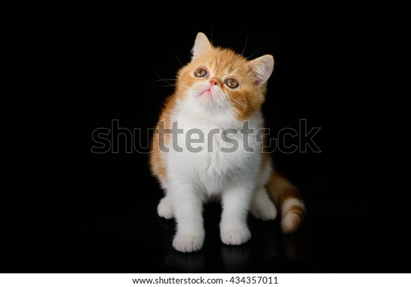 Exotic Shorthair Kittens Red On Black Stock Photo Edit Now 434357011