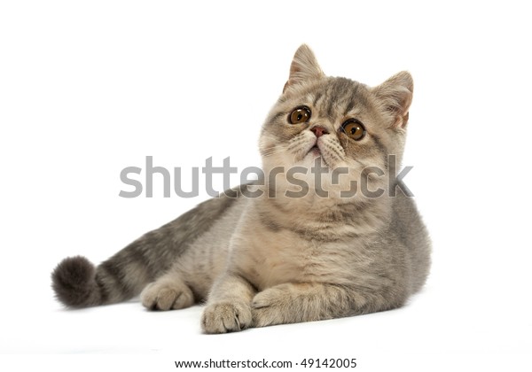 Exotic Shorthaired Kitten Color Blue Tabby Stock Photo Edit Now