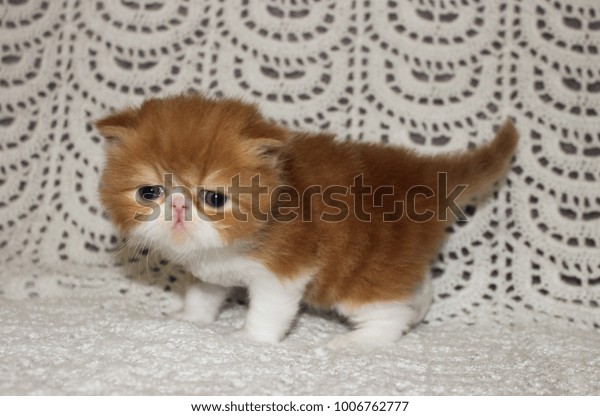 Exotic Shorthaired Red Tabby Kitten Exotic Stock Image Download Now