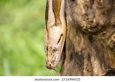 Exotic snake portrait of a reticulated python with tiger, mottle, platinum, and sunfire mutations on a log.