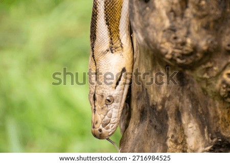 Exotic snake portrait of a reticulated python with tiger, mottle, platinum, and sunfire mutations on a log.