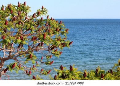 Exotic Southern Tree On The Black Sea Coast In Bulgaria