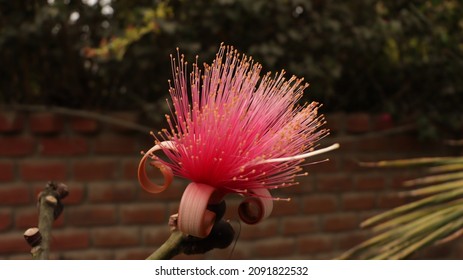 Exotic Strange Beautiful Red Flower