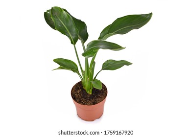 Strelitzia Nicolai Hd Stock Images Shutterstock