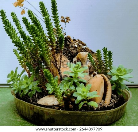 exotic succulents in an arraignment 