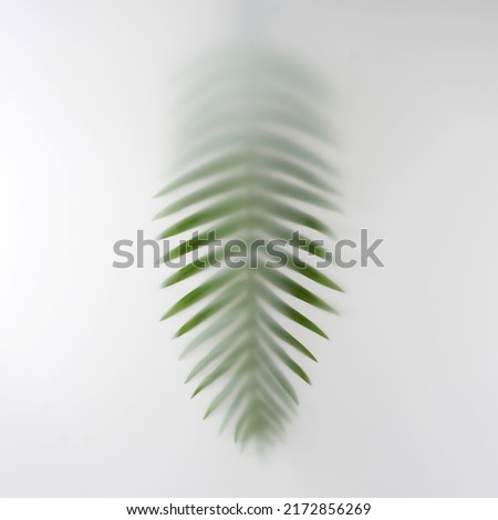 Exotic summer leaf palm tropics in the fog. Minimal contemporary trend photo.