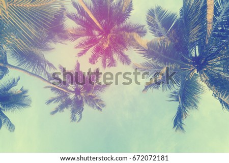 Exotic summer tropical palm tree background