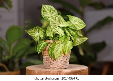 Exotic 'Syngonium Podophyllum Arrow' houseplant in basket pot indoors on wooden coffee table