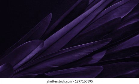 Exotic texture feathers background, closeup bird wing. Dark violet feathers for design and pattern.