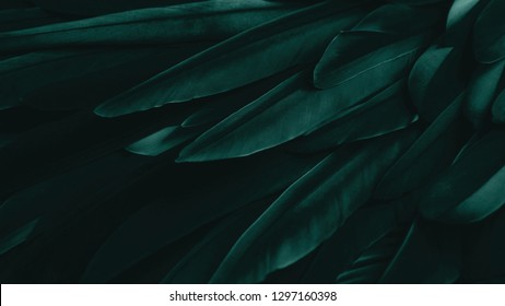 Exotic texture feathers background, closeup bird wing. Dark green feathers for design and pattern. - Shutterstock ID 1297160398