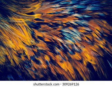 Exotic texture feathers background, closeup bird plumage. Red-brown and blue feathers for your natural pattern. - Shutterstock ID 309269126