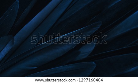 Exotic texture feathers background, closeup bird wing. Dark blue feathers for design and pattern.
