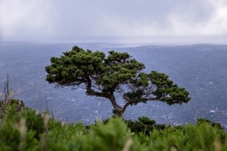 Exotic Tree On A Cliff With Ocean In The Back Ground. Stormy Clouds And Rain. Green Natural