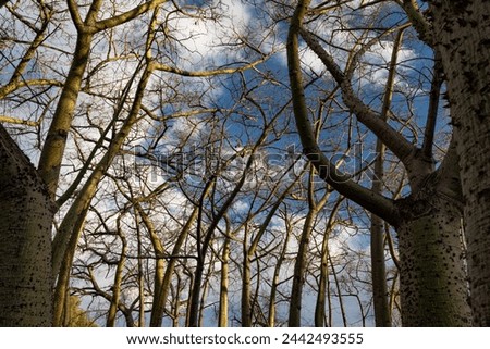 Exotic trees on blue sky background. Sunlit bare branches and trunks. Bark with thorns. Grove of ceiba Speciosa, or silk floss tree in warm light of golden hour. Tropical spring nature wallpaper