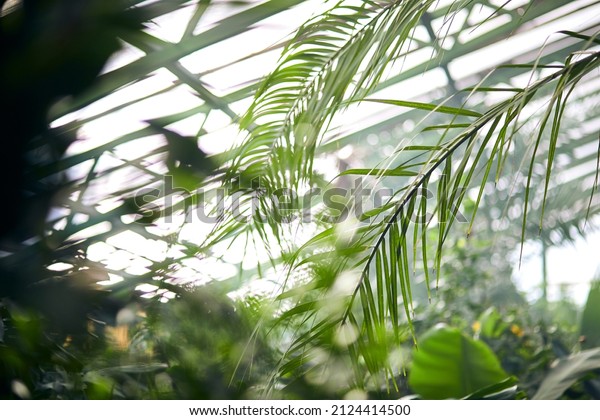Exotic trees and plants under a roof\
in a greenhouse. Maintaining the climate for thermophilic plants in\
the botanical garden. Beautiful spring\
background.