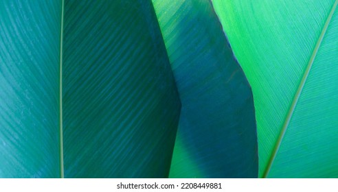 Exotic Tropical Botanical Background  Fresh Emerald Green Leaves Plant Foliage With Copy Space.idea For Desktop Wallpaper,rainforest Backdrop,natural Design.