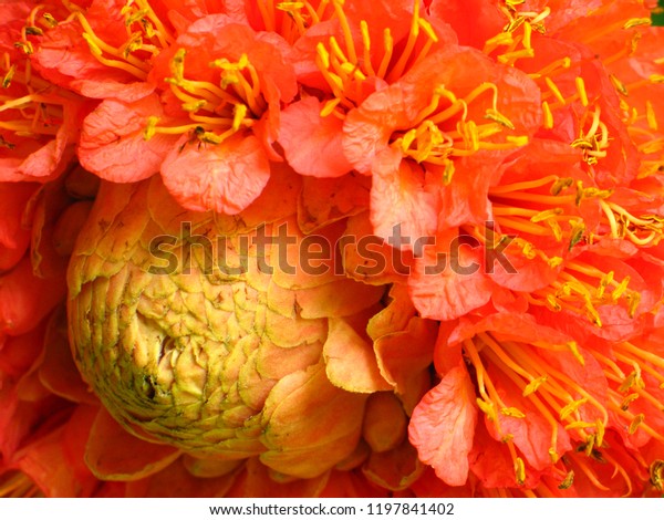 Exotic Tropical Brownea Grandiceps Flower Species Stock Photo Edit Now 1197841402