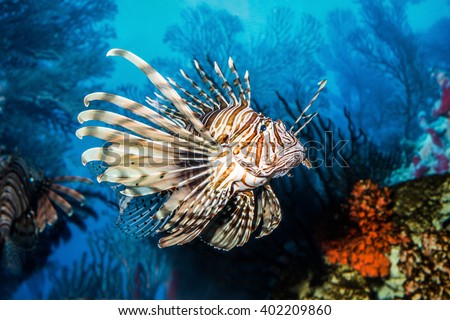 Exotic tropical Devil firefish, or common lionfish (Pterois miles), in Two Oceans Aquarium. Cape town, South Africa.