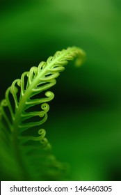 Exotic tropical ferns with shallow depth of field (dof)