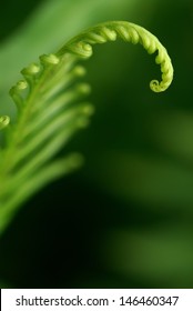 Exotic tropical ferns with shallow depth of field (dof)
