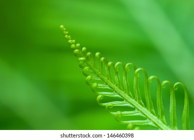 Exotic tropical ferns with shallow depth of field (dof)