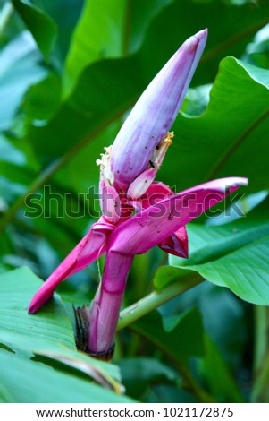 Exotic Tropical Flowers Bahia Brazil Stock Photo Edit Now