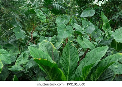  Exotic tropical foliage, vibrant green tropical leaves. High quality photo