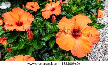 Exotic tropical hibiscus flower in a natural habitat. Postcard of the Hawaiian hibiscus rosa sinensis flower IBISCO. A beautiful jungle flower of red and orange color.