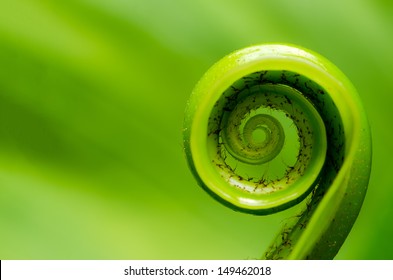 Exotic tropical shoots leaf with shallow depth of field (dof) 