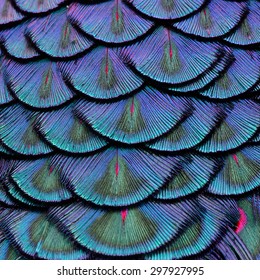 Exotic velvet Green and Blue Background made of Green Peacock Bird's Feathers in the close up details - Shutterstock ID 297927995