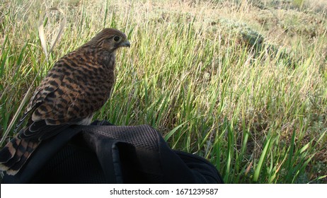 Exotic veterinarian releasing back this falcon, orphan bird care.
baby bird, newborn.
hawk, Eurasian kestrel, European kestrel, common kestrel.
Wildlife vet.
Veterinary medicine.
Helping birds, animal - Powered by Shutterstock