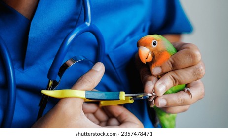 Exotic veterinarian trim parrot love bird nails - Tropical companion animals - Powered by Shutterstock