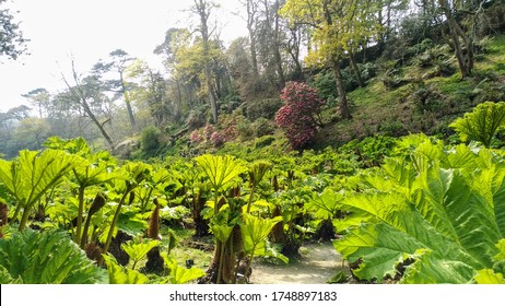 Exotic Wetland Plants In Cornwall, UK