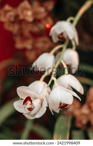 Exotic white wild orchids growing in the greenhouse, natural floral background