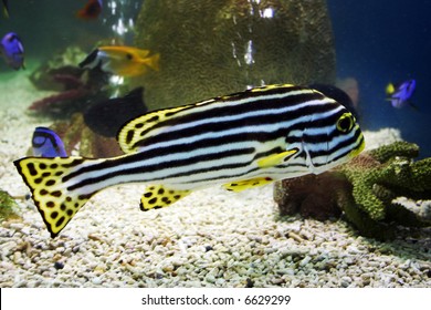 Exotic Zebra Fish