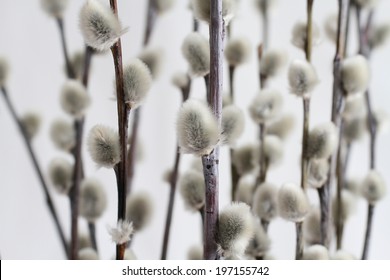 Expanded Buds On Pussy Willow Against White Background