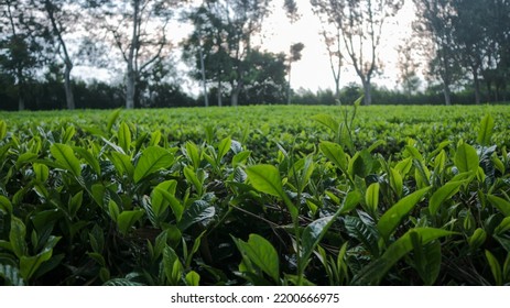 Expanse Of Green Tea Garden In West Bandung Lembang