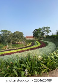 The Expanse Of Leaves And Flowers Spread Out With The Rays Of The Sky