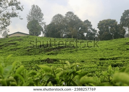 expanse of tea gardens with cool air