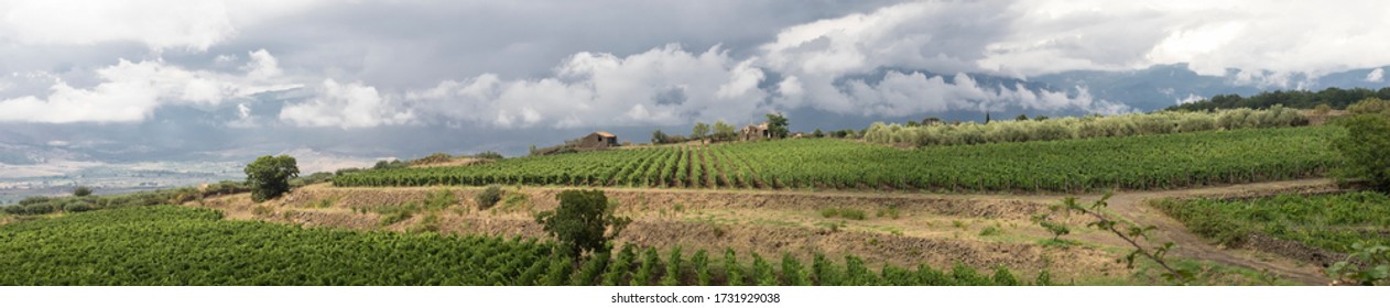 Expanse Of Vineyards At The Foot Of Mount Etna, Sicily.