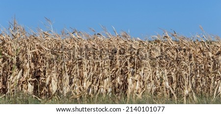 Expanses of fields with ripe corn. Cornfield in late autumn. Brown dry feed corn everywhere.