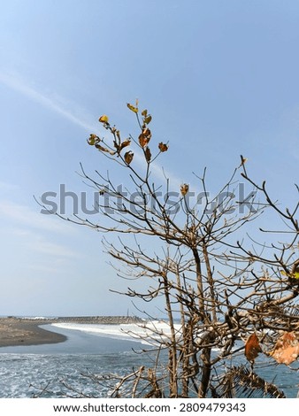 Expansive Blue Sky with Soft Clouds Over a Calm Seascape and Rustic Tree

A soothing, atmospheric coastal landscape highlights a magnificent open view where sky and sea harmoniously meet. The image prioritizes a generous expanse of light blue atmosphere, providing graphic designers and creative agencies with ample copy space to overlay typography, logos, or motivational text. On the lower right, a rustic, branches-only tree adds a grounded, earthy element to the maritime vista. In the far background, the rhythmic ocean waves break into white foam against coastal stone barriers under a clear, breezy day. The overall mood is deeply meditative, relaxing, and refreshing. This premium digital photograph is tailor-made for presentation slides, digital media headers, mindfulness application interfaces, and wellness retreat marketing materials.