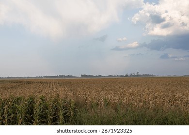 Expansive cornfield under cloudy sky in late afternoon near rural area showcasing nature's beauty