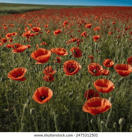 Similar – Image, Stock Photo Field full of poppies Trip