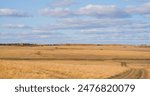 An expansive golden field stretches under a wide sky, with layers of white clouds. A distant treeline autumn