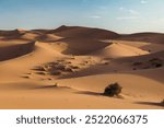 Expansive Golden Sand Dunes in the Sahara Desert Under a Clear Blue Sky in Morocco