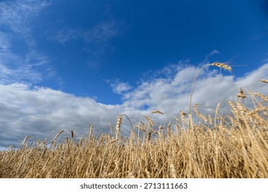 Expansive golden wheat fields stretch out elegantly under a bright sky and a clear blue atmosphere